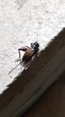 Gryllus