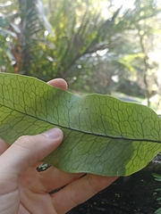 Microsorum pustulatum pustulatum