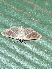 Palpita freemanalis