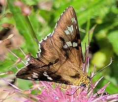Apyrrothrix