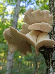 Pleurotus ostreatus
