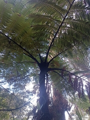 Cyathea medullaris