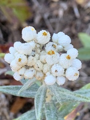 Anaphalis margaritacea
