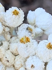 Anaphalis margaritacea