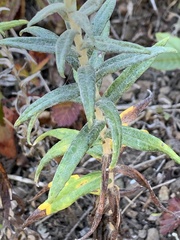 Anaphalis margaritacea