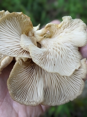 Pleurotus ostreatus