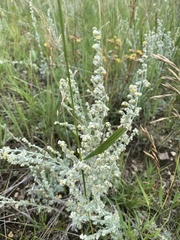 Artemisia ludoviciana