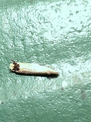 Tinea apicimaculella