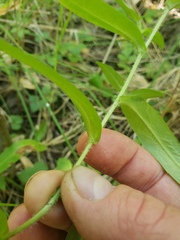 Symphyotrichum puniceum