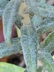 Anaphalis margaritacea