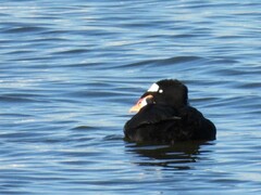 Melanitta perspicillata