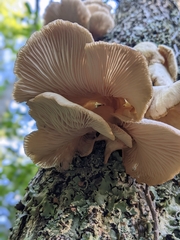 Pleurotus ostreatus