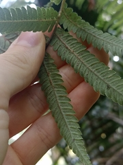 Cyathea medullaris