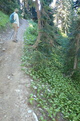 Erythronium montanum