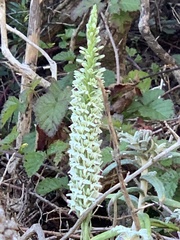 Platanthera elegans