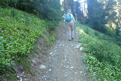 Erythronium montanum