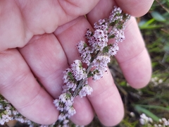 Erica paniculata