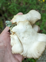 Pleurotus ostreatus
