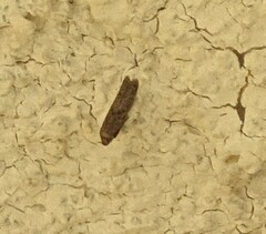 Blastobasis glandulella