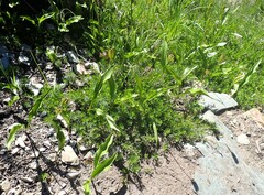 Erythronium montanum