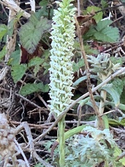 Platanthera elegans