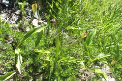 Erythronium montanum