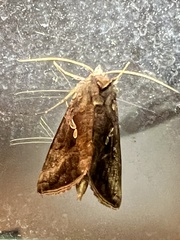 Autographa precationis