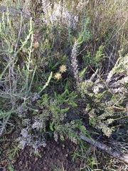 Erica paniculata