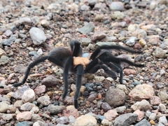 Aphonopelma