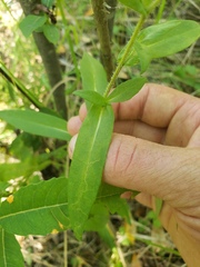 Symphyotrichum puniceum