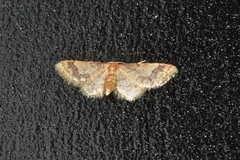 Idaea