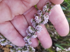 Erica paniculata