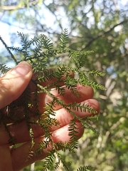 Dacrycarpus dacrydioides