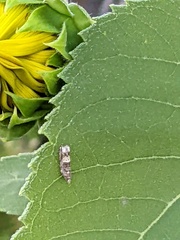 Crocidosema plebejana