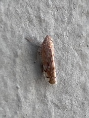 Cicadomorpha