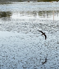 Himantopus mexicanus