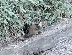 Otospermophilus beecheyi