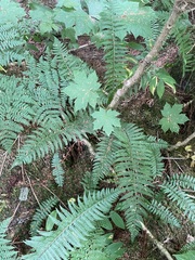 Polystichum andersonii