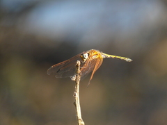 Trithemis arteriosa