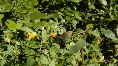 Papilio troilus