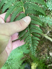 Polystichum andersonii