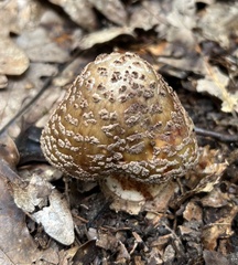 Amanita rubescens