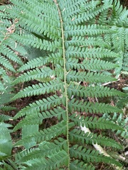 Polystichum andersonii
