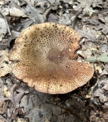 Amanita rubescens