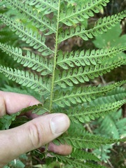 Polystichum andersonii