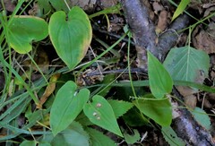 Maianthemum bifolium