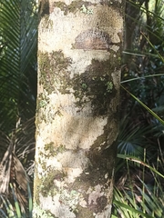 Dacrycarpus dacrydioides