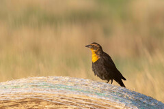 Xanthocephalus xanthocephalus