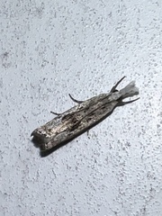 Microcrambus minor