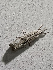 Microcrambus minor